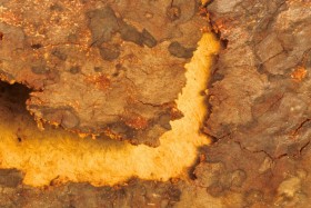 Nature Series #36  